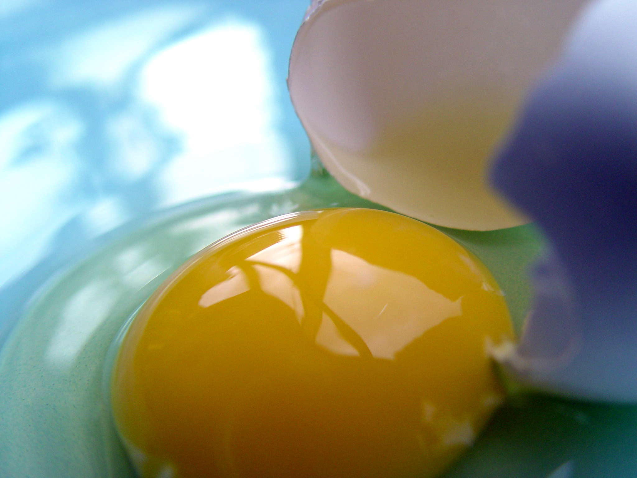 яйцо желток скорлупа egg the yolk shell скачать